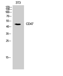 CD47 Rabbit Polyclonal Antibody