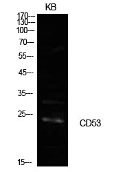 CD53 Rabbit Polyclonal Antibody