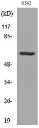 CD55 Rabbit Polyclonal Antibody