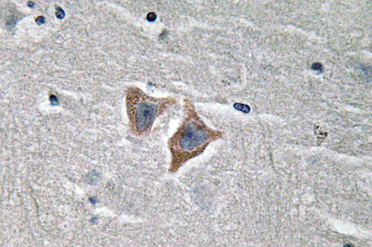 CD57 Rabbit Polyclonal Antibody