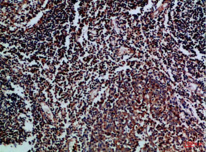 CD70 Rabbit Polyclonal Antibody