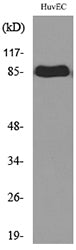 CD71 Rabbit Polyclonal Antibody