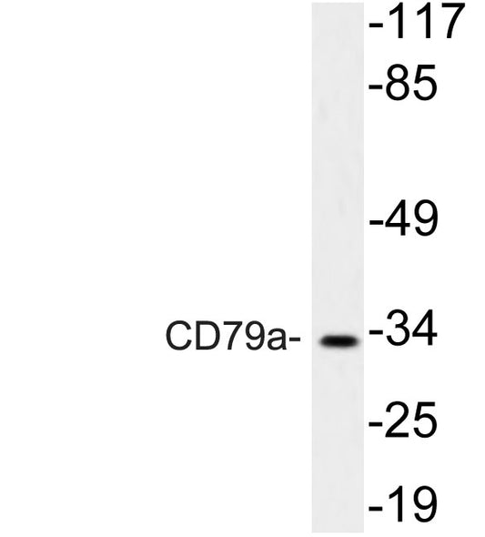 CD79a Rabbit Polyclonal Antibody