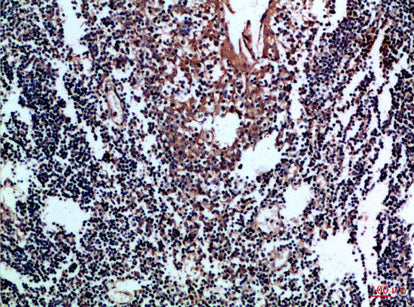 CD80 Rabbit Polyclonal Antibody