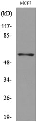 CD85g Rabbit Polyclonal Antibody