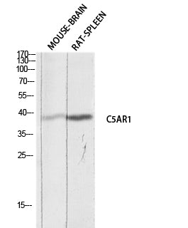 CD88 Rabbit Polyclonal Antibody