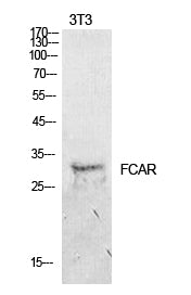 CD89 Rabbit Polyclonal Antibody