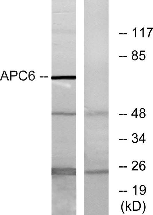Cdc16 Rabbit Polyclonal Antibody