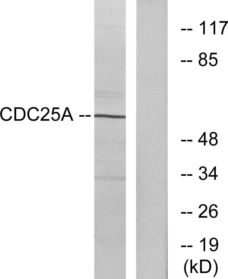 Cdc25A Rabbit Polyclonal Antibody