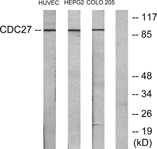 Cdc27 Rabbit Polyclonal Antibody
