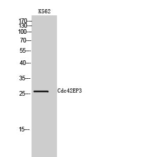 Cdc42EP3 Rabbit Polyclonal Antibody
