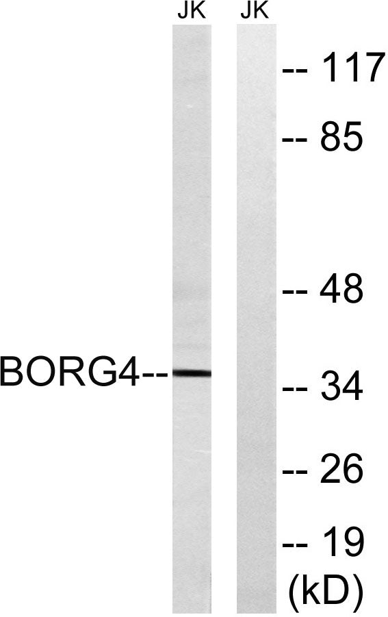 Cdc42EP4 Rabbit Polyclonal Antibody