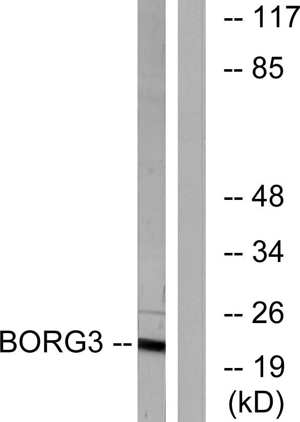 Cdc42EP5 Rabbit Polyclonal Antibody