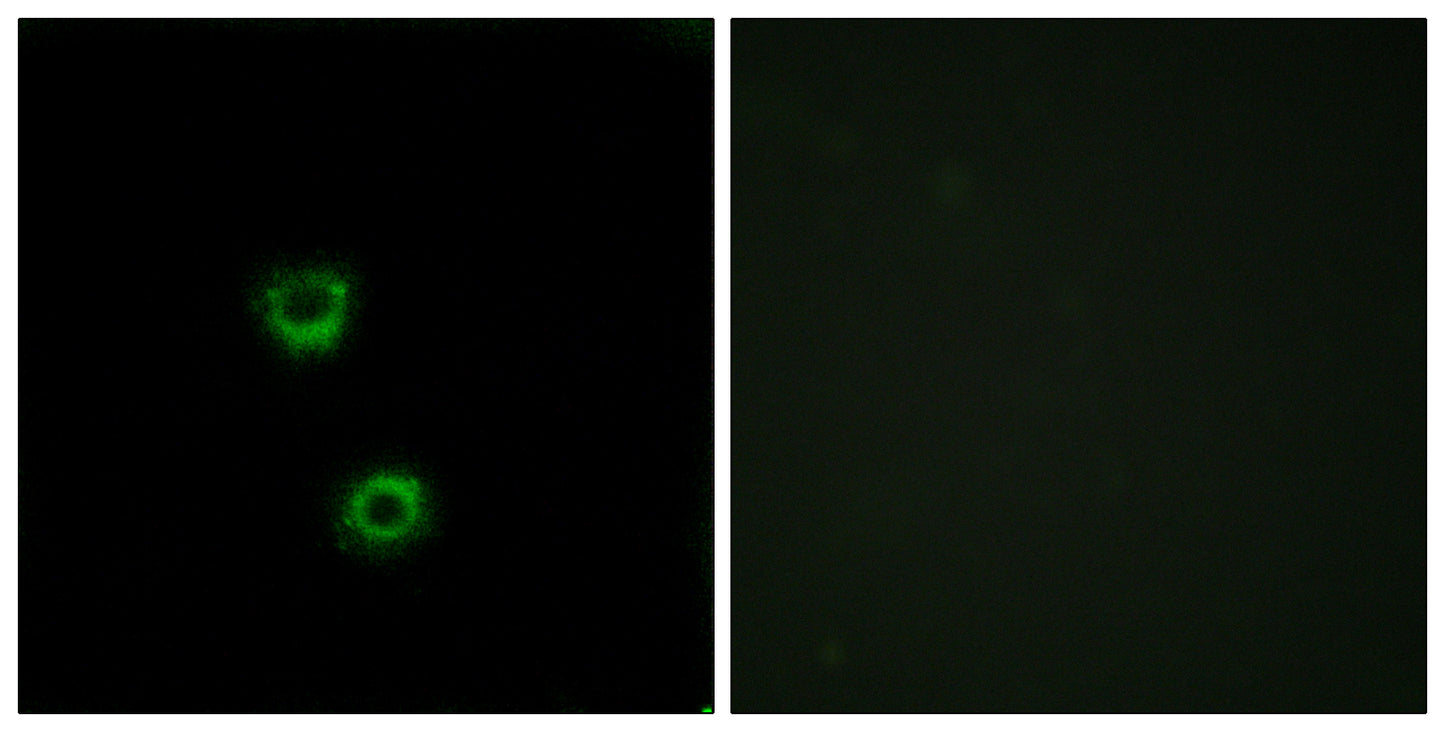 Cdc50C Rabbit Polyclonal Antibody