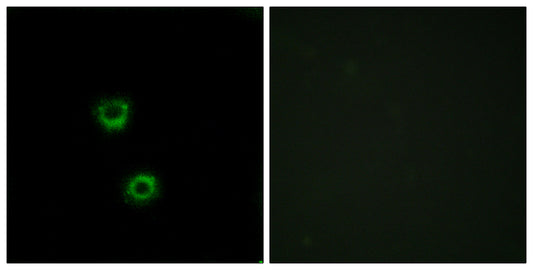 Cdc50C Rabbit Polyclonal Antibody