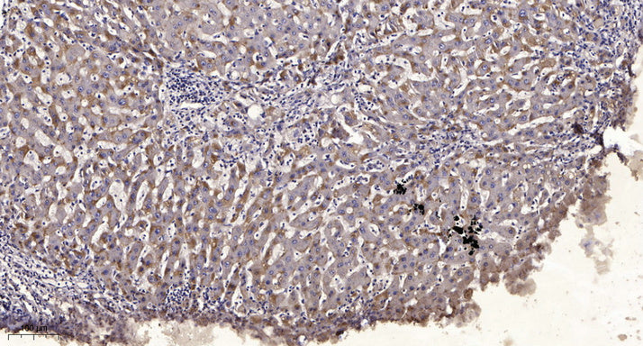 CdGAP Rabbit Polyclonal Antibody