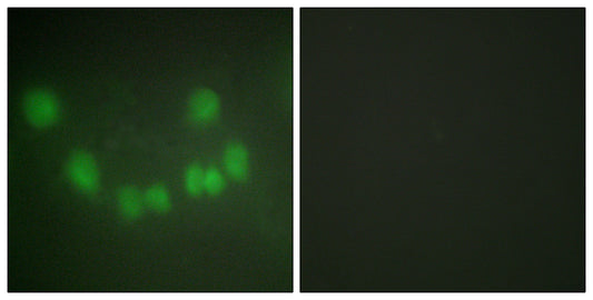 Cdk1/Cdc2 Rabbit Polyclonal Antibody