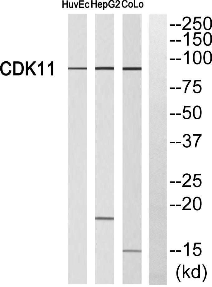 Cdk11A/B Rabbit Polyclonal Antibody
