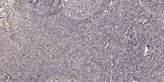 CEL Rabbit Polyclonal Antibody