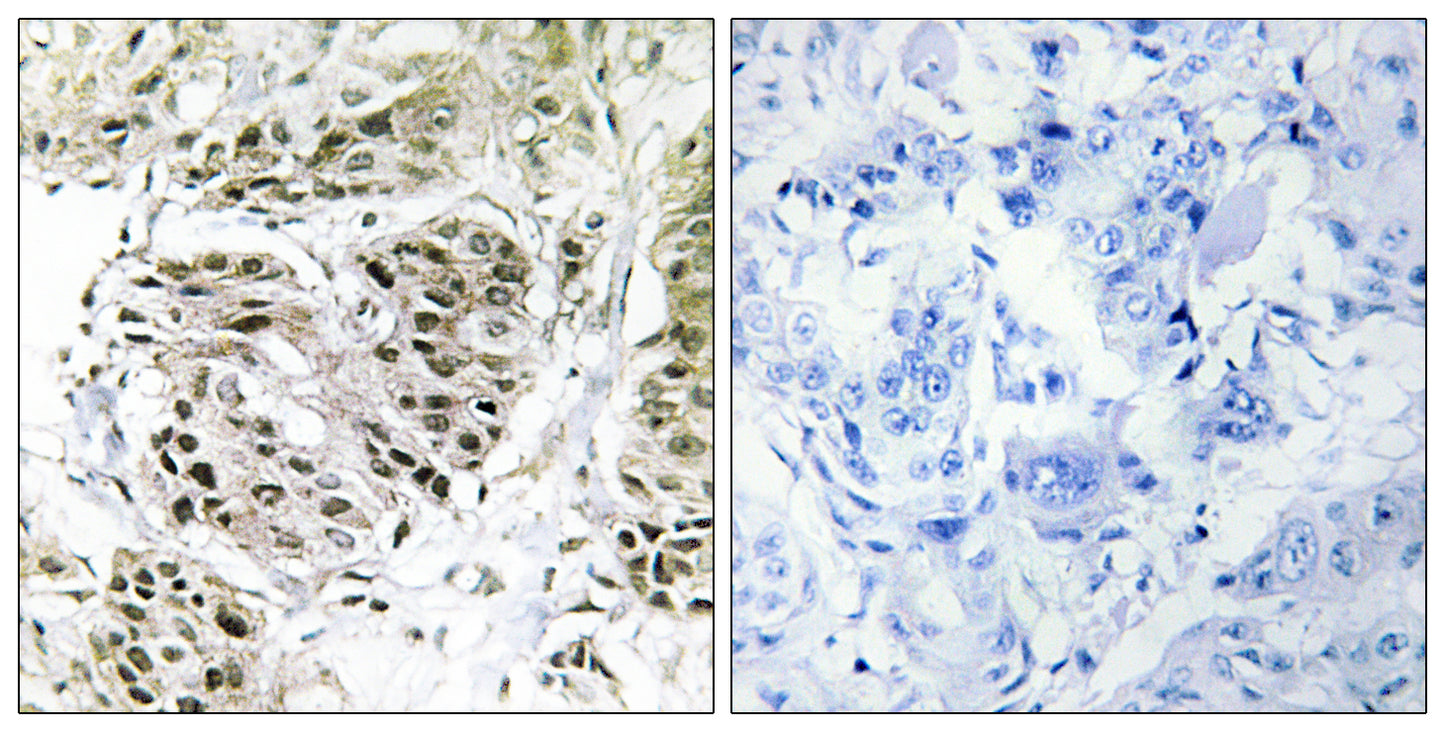 CENP-A Rabbit Polyclonal Antibody