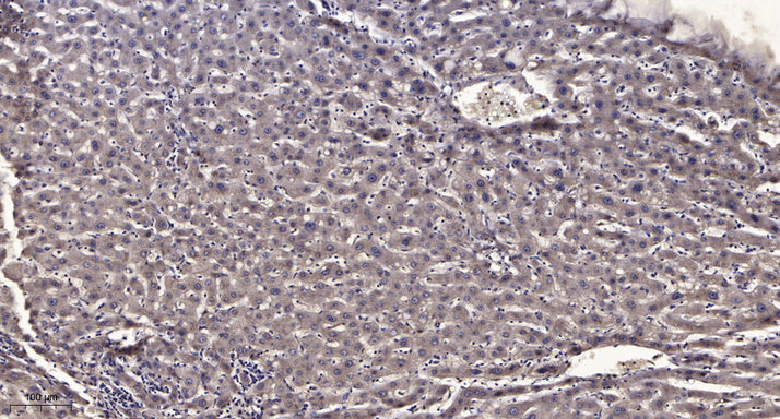 CENPF Rabbit Polyclonal Antibody