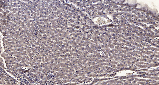 CENPF Rabbit Polyclonal Antibody