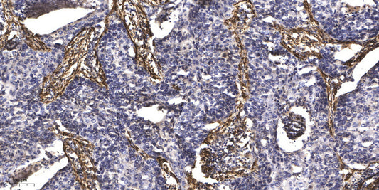 Centriolin Rabbit Polyclonal Antibody