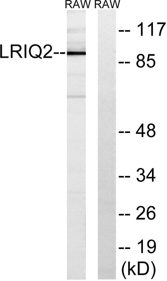Cep97 Rabbit Polyclonal Antibody