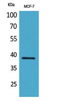 Cerberus Rabbit Polyclonal Antibody