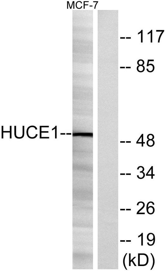Cerebral 1 Rabbit Polyclonal Antibody