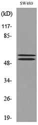 c-FLIP Rabbit Polyclonal Antibody