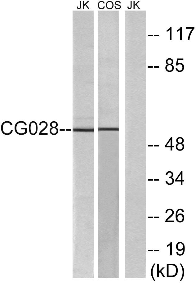 CGI-43 Rabbit Polyclonal Antibody