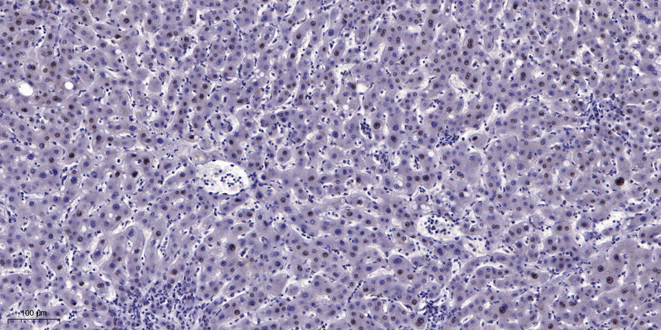 CHD9 Rabbit Polyclonal Antibody