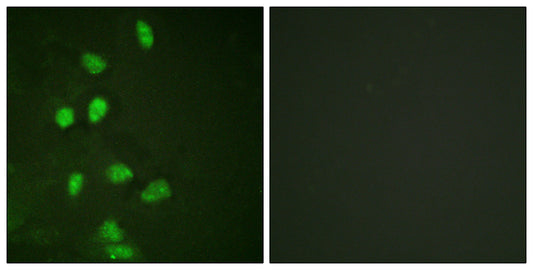 CHOP Rabbit Polyclonal Antibody