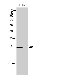 CHP Rabbit Polyclonal Antibody
