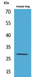 Chymase Rabbit Polyclonal Antibody