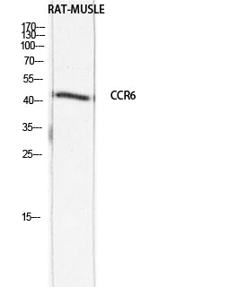 CKR-6 Rabbit Polyclonal Antibody