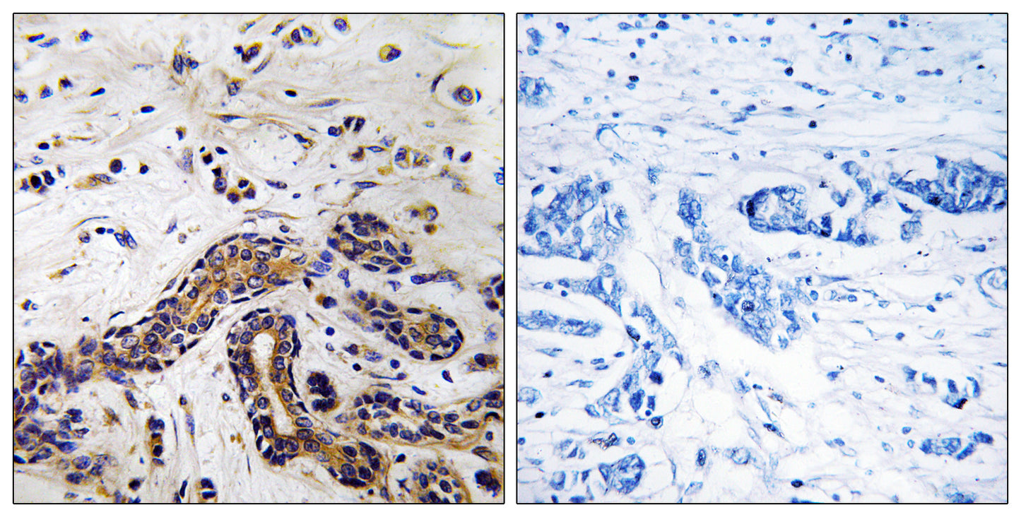 CLASP1 Rabbit Polyclonal Antibody