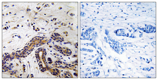 CLASP1 Rabbit Polyclonal Antibody