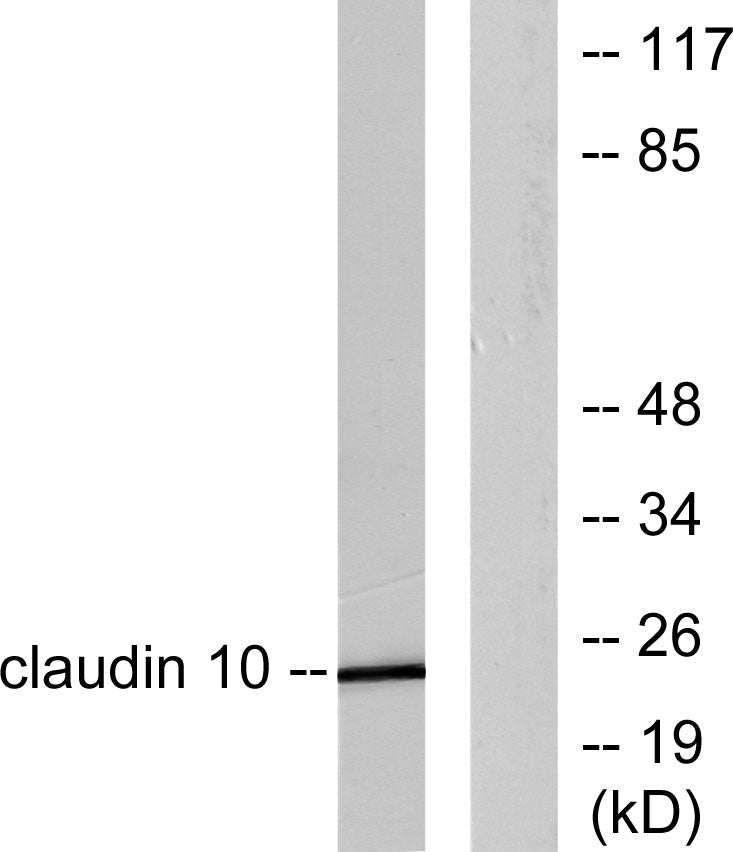 Claudin-10 Rabbit Polyclonal Antibody