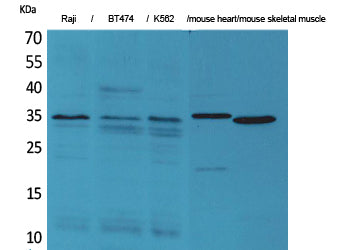 Claudin-17 Rabbit Polyclonal Antibody