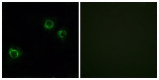 Claudin-6 Rabbit Polyclonal Antibody