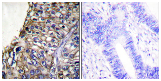 Claudin-7 Rabbit Polyclonal Antibody