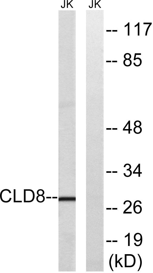 Claudin-8 Rabbit Polyclonal Antibody