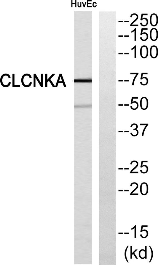CLC-KA Rabbit Polyclonal Antibody