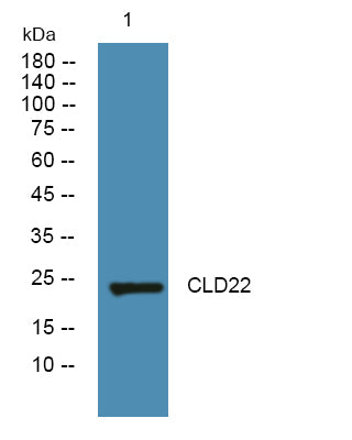 CLD22 Rabbit Polyclonal Antibody