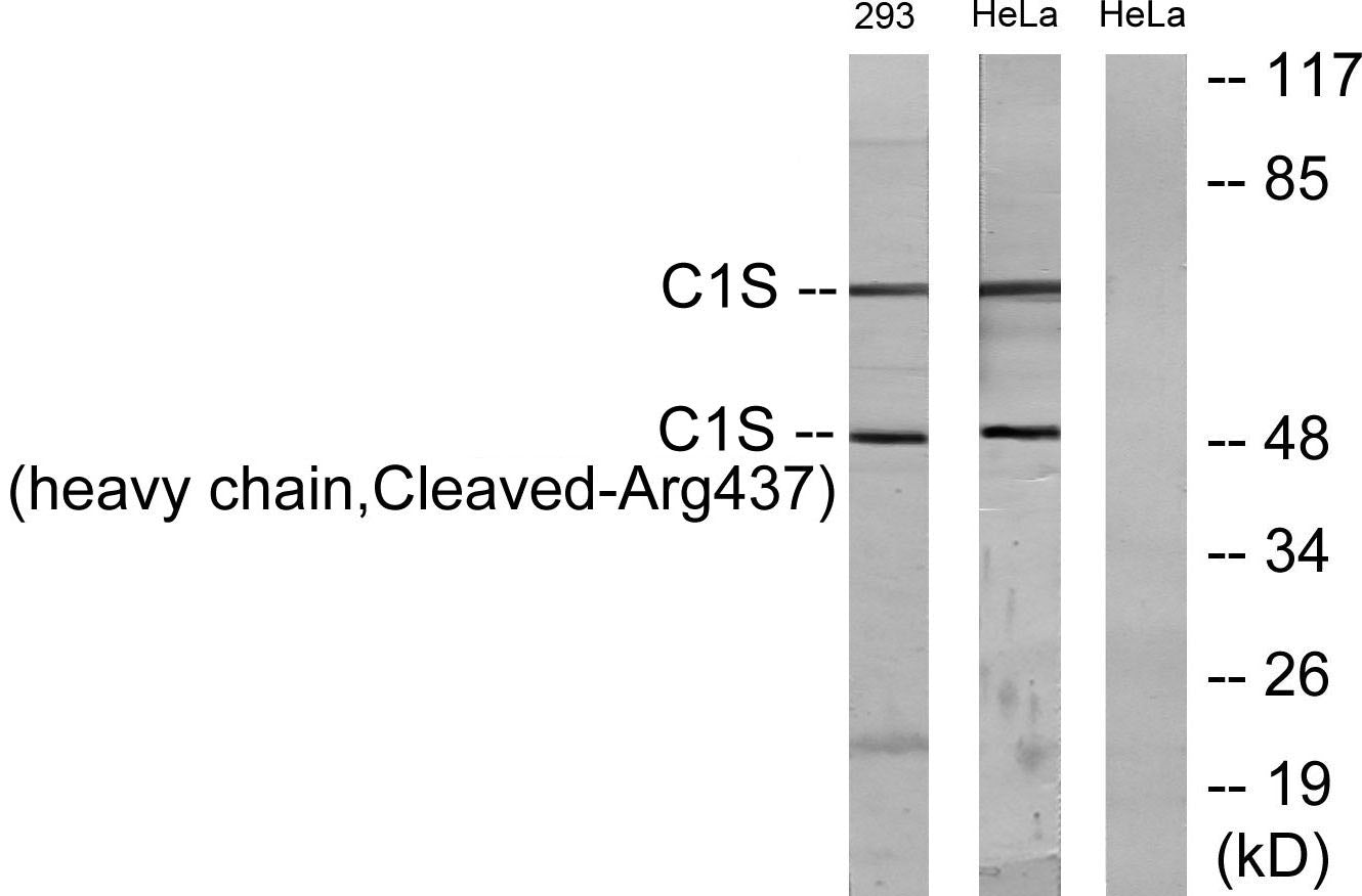 Cleaved-C1s HC (R437) Rabbit Polyclonal Antibody