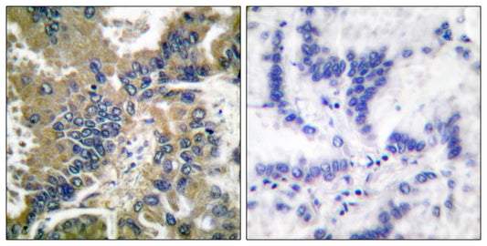 Cleaved-Caspase-1 (D210) Rabbit Polyclonal Antibody