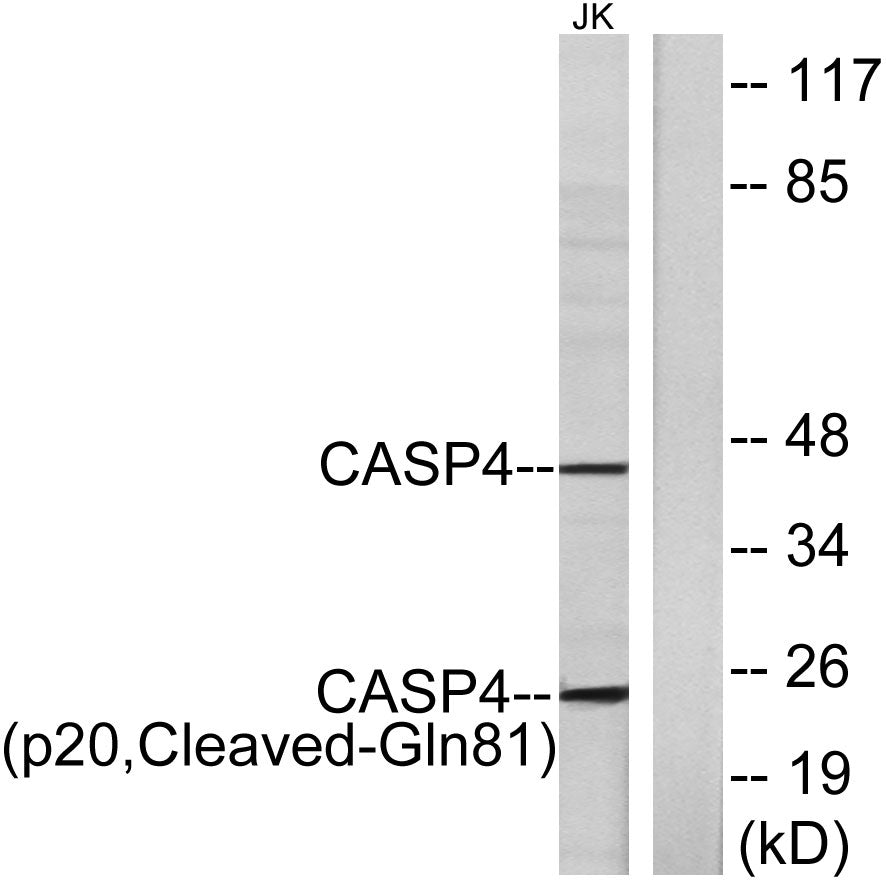 Cleaved-Caspase-4 p20 (Q81) Rabbit Polyclonal Antibody