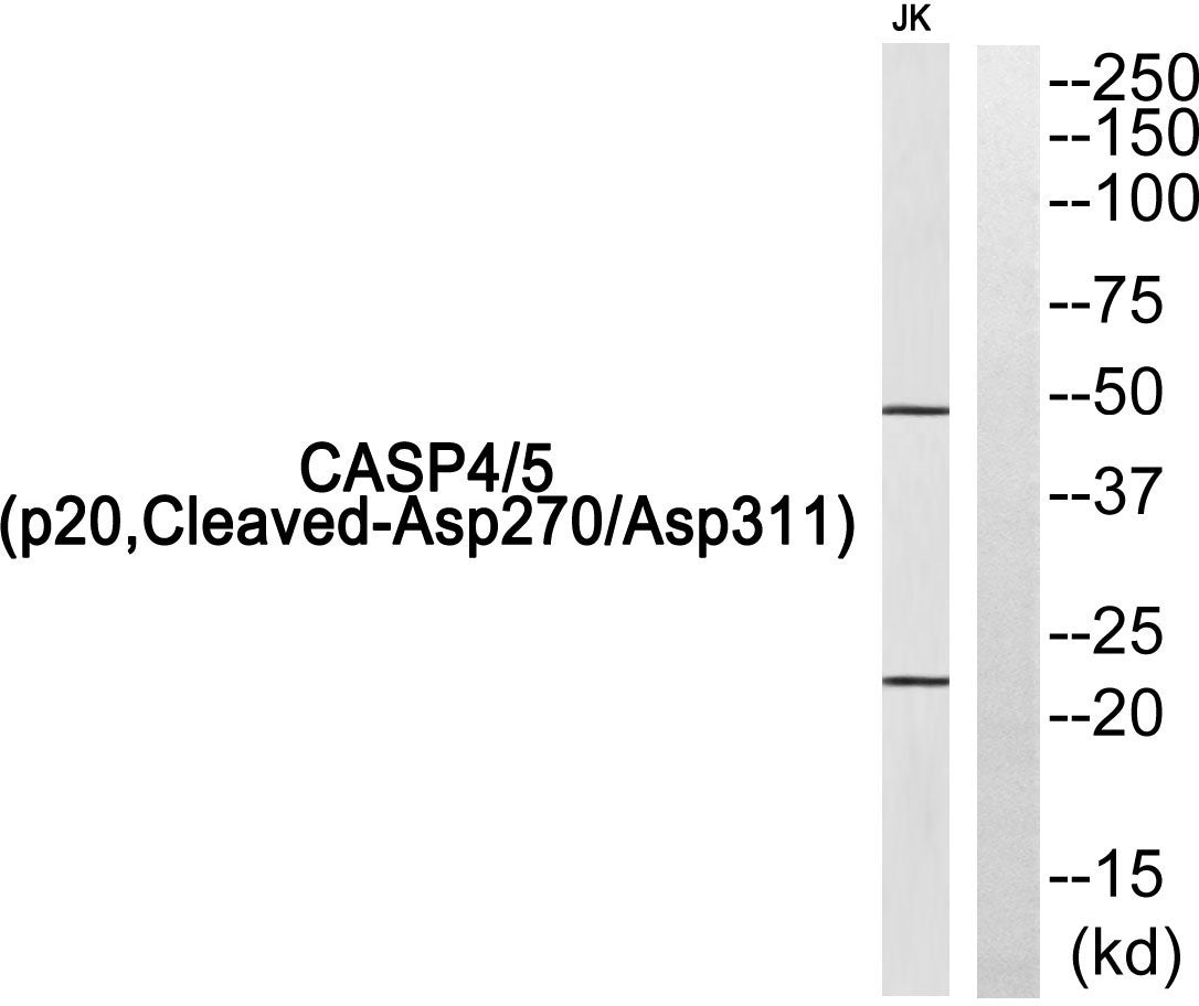 Cleaved-Caspase-4/5 p20 (D270/D311) Rabbit Polyclonal Antibody